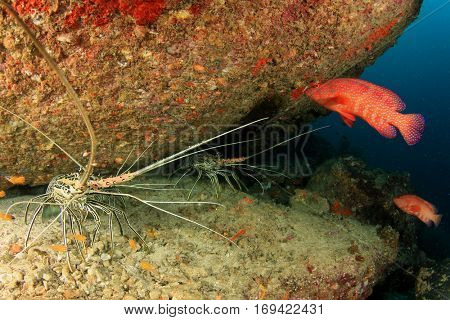 Lobster and grouper fish on coral reef