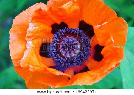 Orange oriental poppy flower blossom up close and personal.