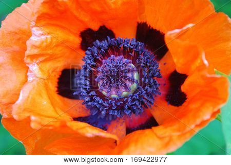 Flowering orange Oriental poppy flower up close and personal.