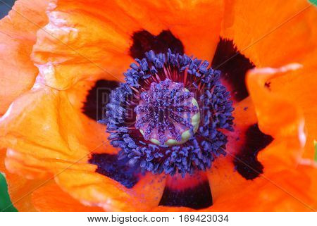 Pretty flowering Oriental poppy flower blossom in a garden