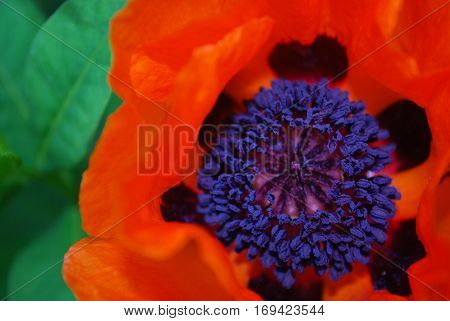 Pretty flowering orange poppy with a stamen and pollen.