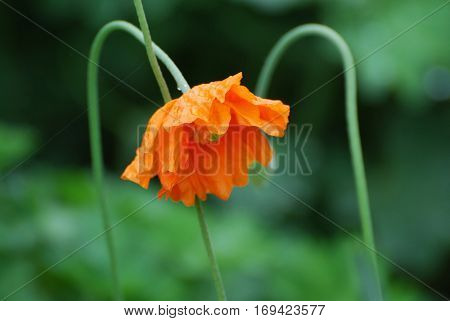 Blooming orange California poppy flower blossom in a garden.