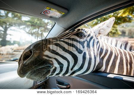 Zebra put his head in car and waiting food from tourist in safari park