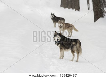 beautiful animal husky dog in snowy winter heterochromia in the Park with the hostess