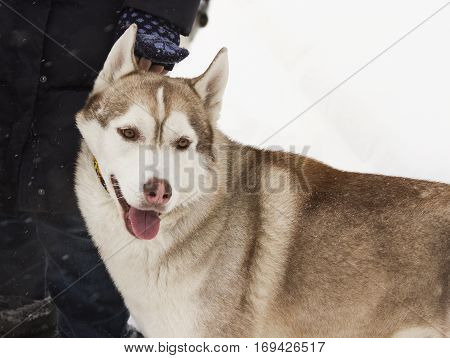 beautiful animal husky dog in snowy winter heterochromia in the Park with the hostess