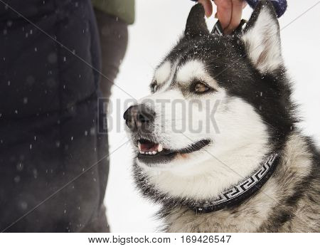 beautiful animal husky dog in snowy winter heterochromia in the Park with the hostess