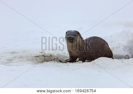 european otter (lutra lutra) in winter. Location: Comana Natural Park Romania