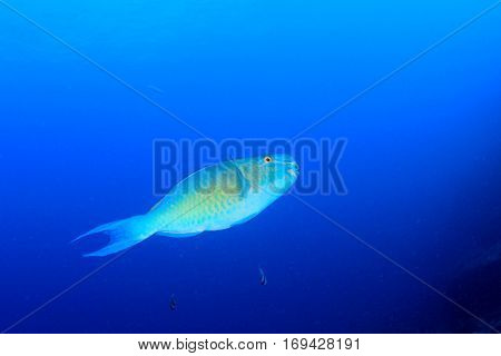 Parrotfish fish in blue sea water