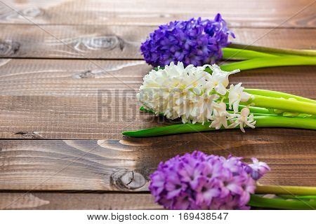 Fresh Hyacinth Flowers On Wooden Background. Beautiful Idea For Greeting Cards For Valentine's Day, 
