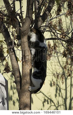 The mysterious cat. Bird hunting naughty. hunting