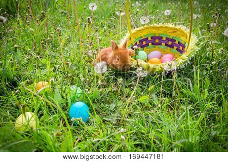 Brown little bunny on green meadow with colorful easter eggs in the basket