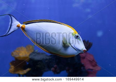 Naso lituratus orangespine unicornfish tropical fish closeup