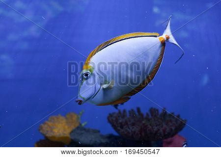 Naso lituratus orangespine unicornfish tropical fish closeup