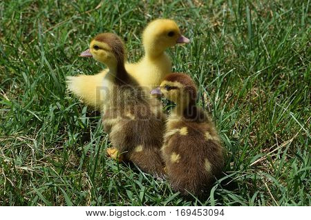 Ducklings of a musky duck. Three-day ducklings walk on a lawn.