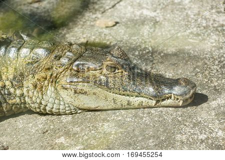 Caiman Crocodile lying and sunbathing on rock