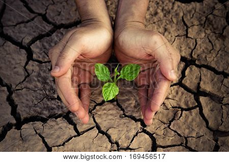 Love and protect nature. Hands holding a tree growing on cracked ground. Save the world. Environmental problems. Growing tree.