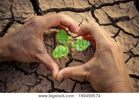Love and protect nature. Hands forming a heart shape around a tree growing on cracked ground. Save the world. Environmental problems. Growing tree.