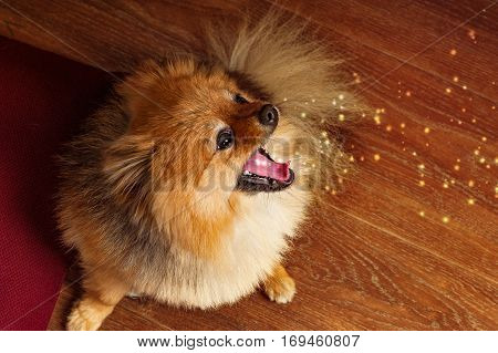 Spitz, dog, puppy, doggy, pomerian yawns and produces sparks from the mouth