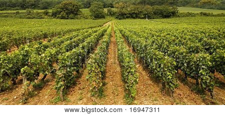 Celosvětově proslulé vinice v Burgundsku