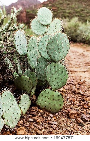 Prickly pear cactus in the desert of Arizona Tonto National Forest USA