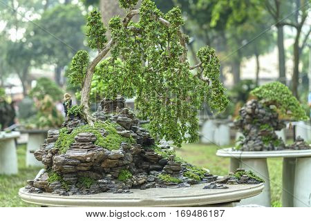 Bonsai and Penjing with miniature in a tray