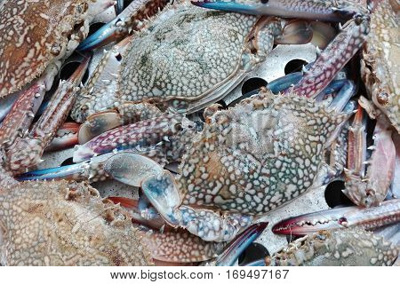 fresh blue crabs for cooking in pot