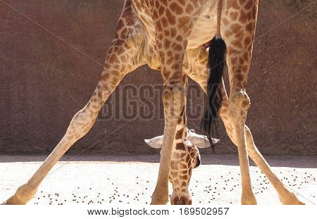 Giraffe in zoo standing in an awkward position. About to do the splits. Acrobatic. Partial view from behind.