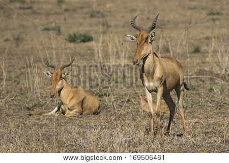 family group Coke's Hartebeest or Kongoni in the Serengeti National Park on a sunny day