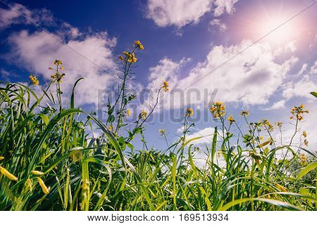 Yellow flowers and blue sky with fluffy white clouds and sunshine through them.