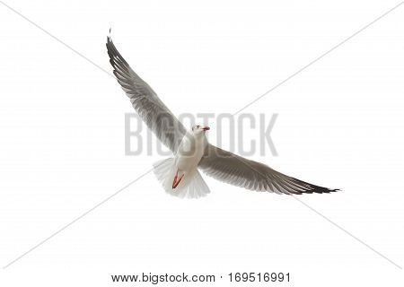 Seagull flying in the sky symbol of freedom isolated