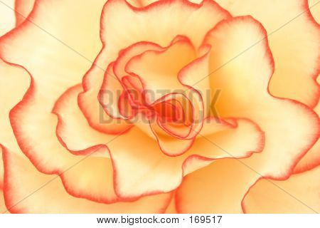 Begonia glans