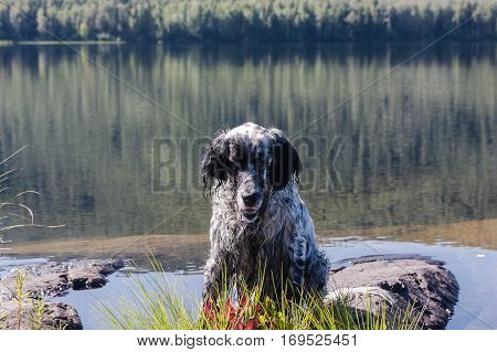 English setter on a vacation. Rest after work on Tagasuk lake. Siberia, Russia