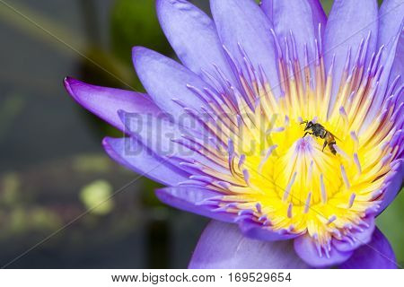 Bee in lotus in the garden on daylight and lotus's purple.