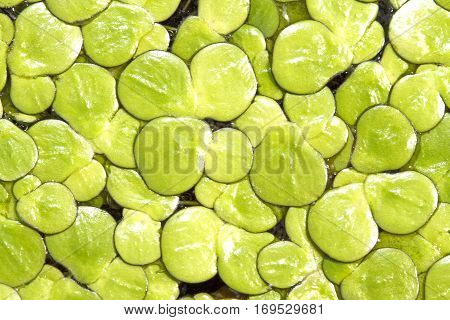 duckweed in background and green background in close up