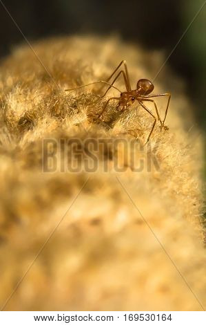 Orange ants are climbing on the ropes back to the nest. Ants living're back to the nest