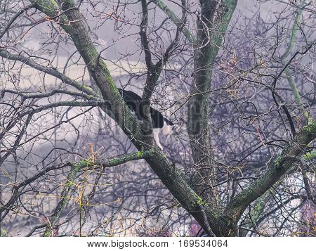 The wild cat sneaking on the tree