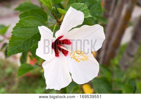 White hibiscus has red color in the center yellow pollen and white leaves.So wondrful.
