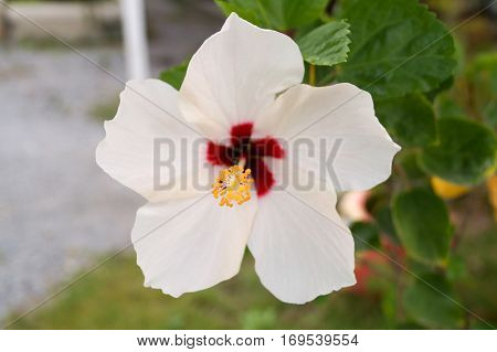 White hibiscus has red color in the center yellow pollen and white leaves.So wondrful.