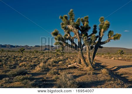 Joshua ağaçlar (Yucca brevifolia)