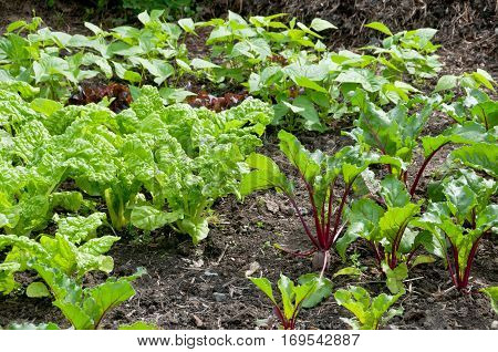 Fresh beetroot plants  on a vegetable garden ground with a dunghill in the background