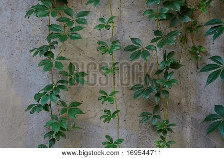 Green leaves of ivy (virginia creeper) on gray background of a stone wall