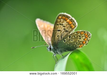 Common Blue or Polyommatus icarus, Small blue butterfly