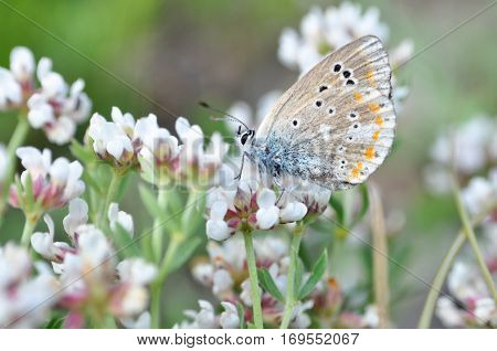 Polyommatus dorylas, Common Blue butterfly - Lycaenidae