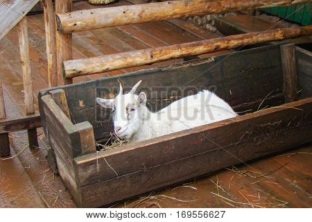Goat in a wooden trough.
Winter white goat eating hay from trough/