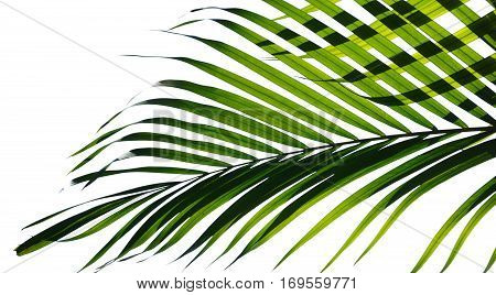 palm leaves, isolated style  on white background