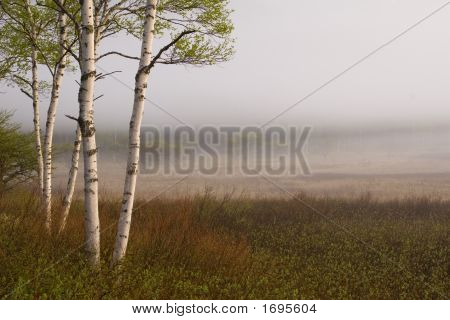 Bříza stromů Ii