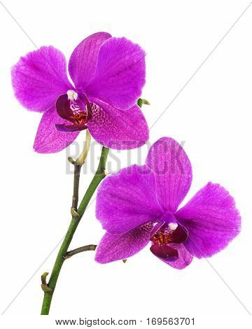 Blooming twig of lilac orchid, phalaenopsis isolated on white background.