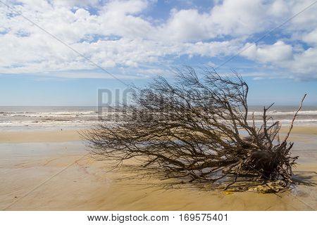 Tree Down On The Beach