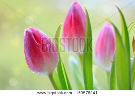 Tulip flower pink is blooming in the garden. Close-up of pink tulips .