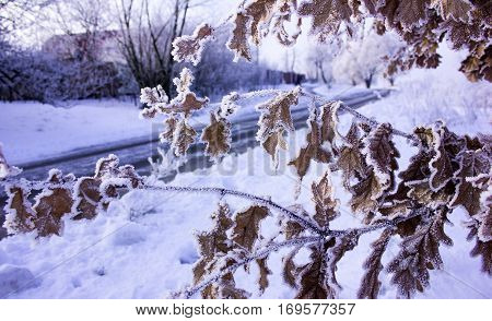 oak leaves with hoarfrost. Winter nature.
oak leaves with hoarfrost. Winter nature.
